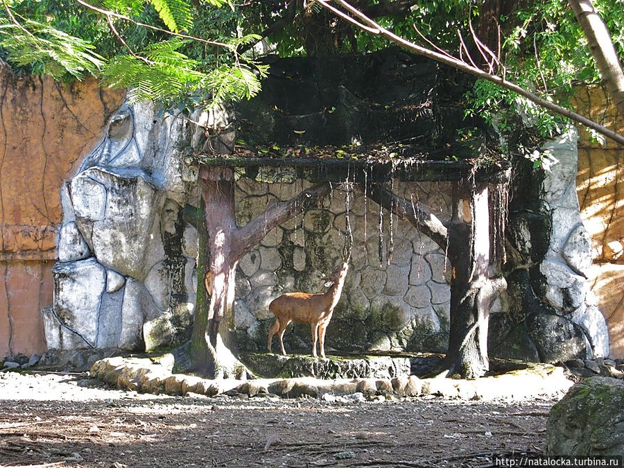 Avilion Azoo — зоосад в Маниле. Манила, Филиппины