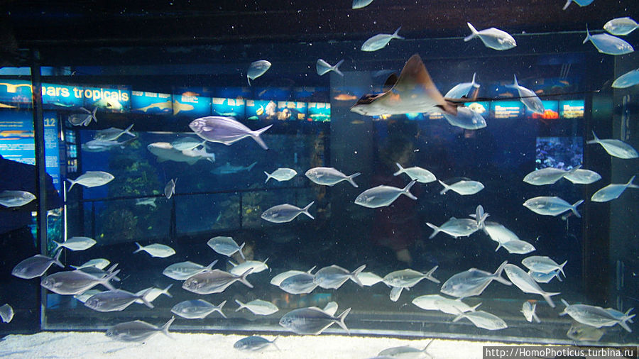 Как рыба в Аквариуме Барселона, Испания