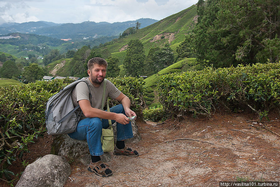 Чайные плантации — Sungai Palas Boh Tea Estate Танах-Рата, Малайзия