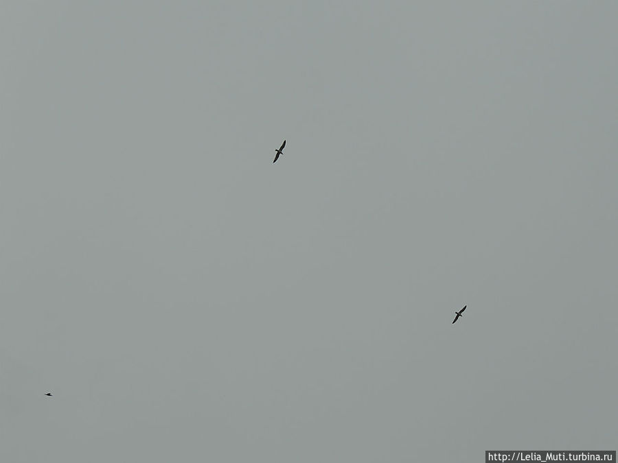 Усато-крылатые Рима Рим, Италия Усато-крылатые Рима Рим, Италия