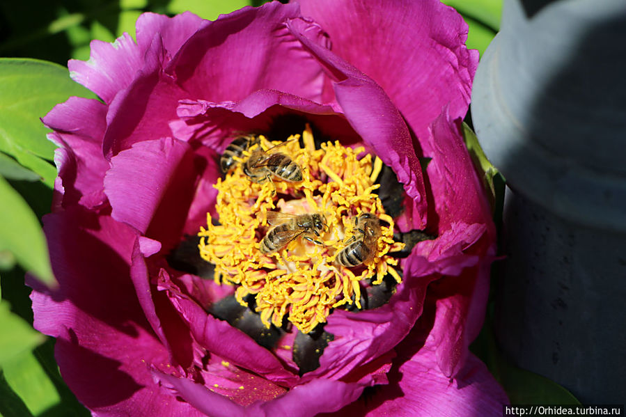 Цветочный мед в таблетках Харьковская область, Украина Цветочный мед в таблетках Харьковская область, Украина