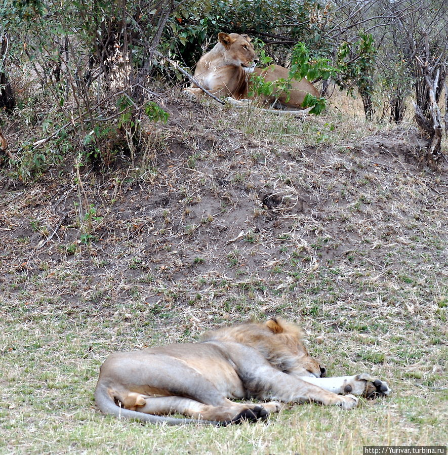 Львиная свадьба в Масай Маре Масаи-Мара Национальный Парк, Кения