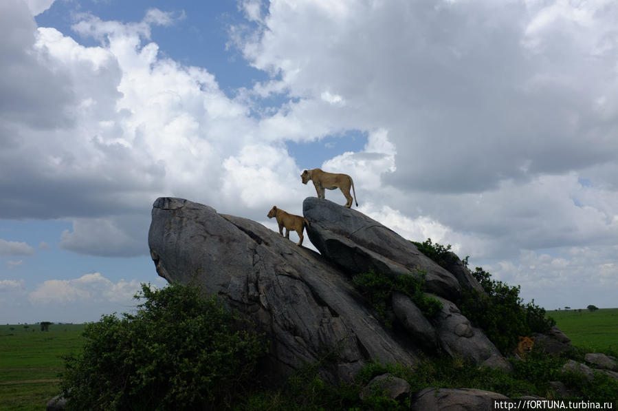 Королевы Серенгети Серенгети Национальный Парк, Танзания
