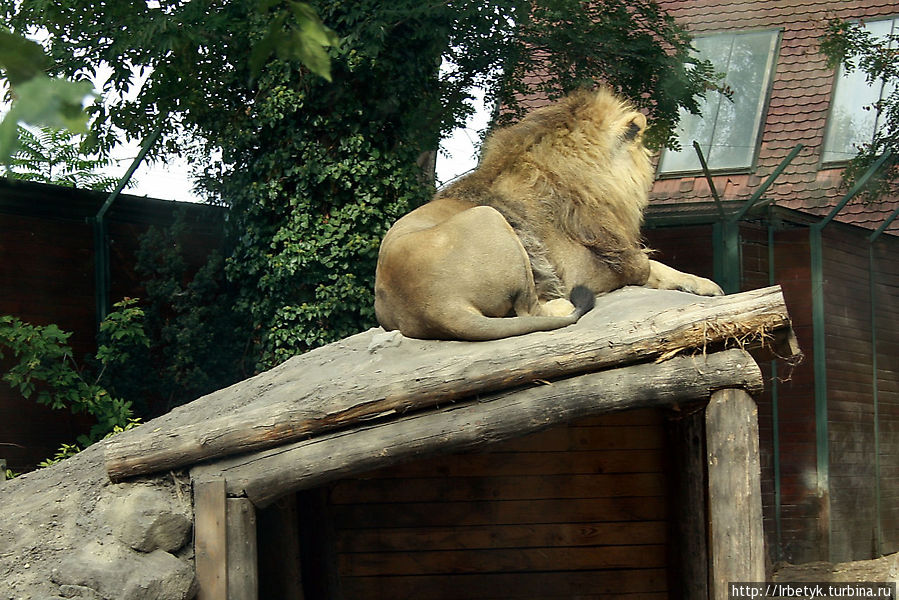 Ребятам о зверятах: зоопарк в центре Будапешта Будапешт, Венгрия