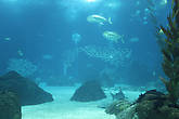 океанариум-большой аквариум