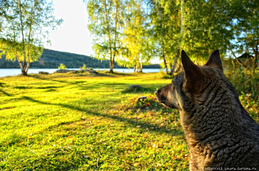 Местные собаки очень дружелюбны Озеро Шыбындыколь, Казахстан