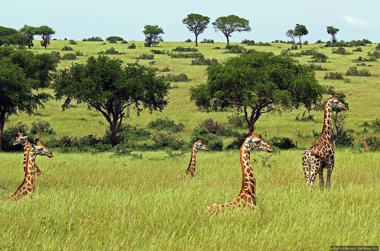 Большому сафари — большой фото-отчет Мёрчисон-Фоллс Национальный Парк, Уганда