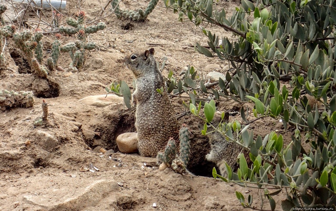 По дороге встречаются вот такие местные жители — песчаные белки. Мексика