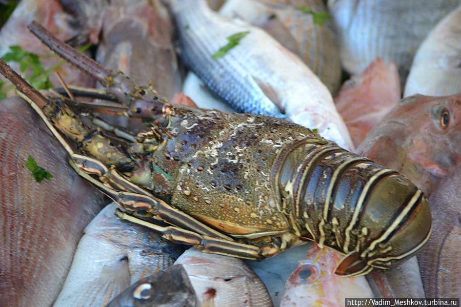 Лобстер Лобстер