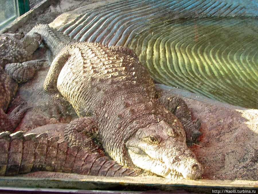 Есть и небольшие крокодилы Мехико, Мексика