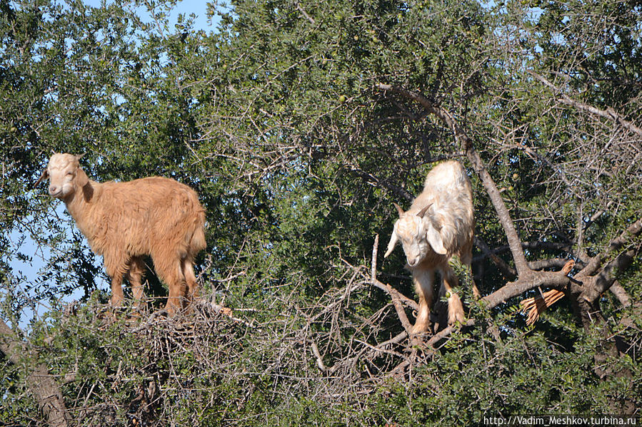 Летающие козы Марокко Летающие козы Марокко