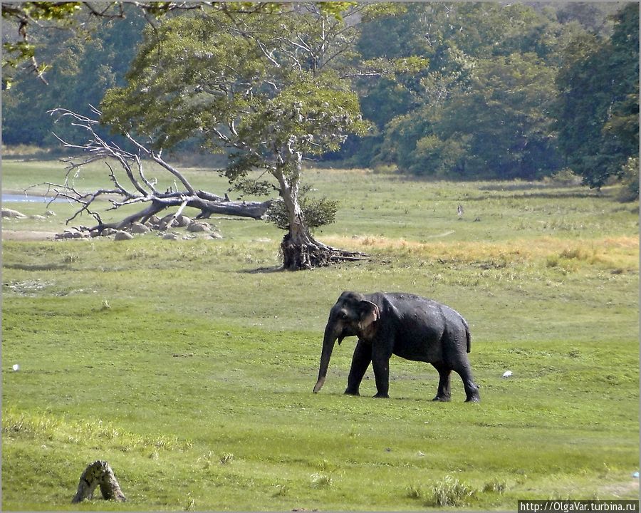 А этого гуляющего слоника мы увидели не в парке, а на окраине одного  из городков и совершенно бесплатно. Как писал Иван Бунин: Тут часто слон встречается: стоит
и дремлет на поляне, на припеке... Уилпатту Национальный Парк, Шри-Ланка