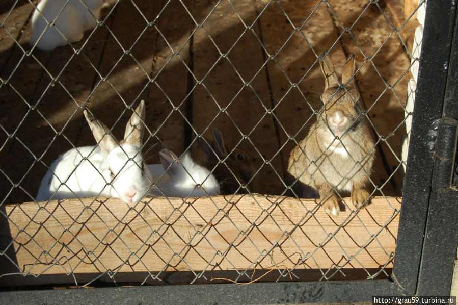 Кролики Хвалынский Национальный Парк, Россия