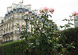 Парижские розы.