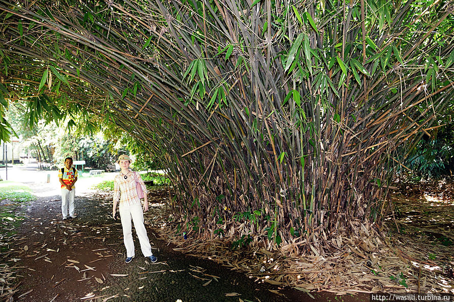 Бамбуковый куст. Ява, Индонезия