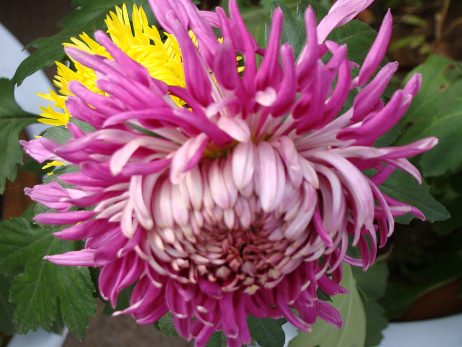 Комплимент Шанхаю Шанхай, Китай Комплимент Шанхаю Шанхай, Китай