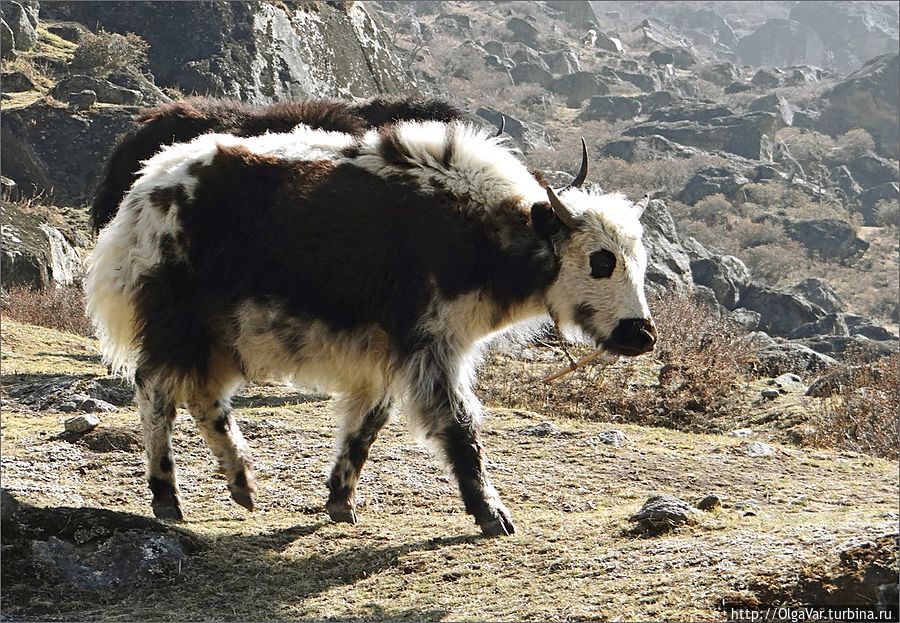 Молодой бычок. Как правило, расцветка у яков темная и однотонная, но встречается и такая, что делает их похожими на панду Лангтанг, Непал