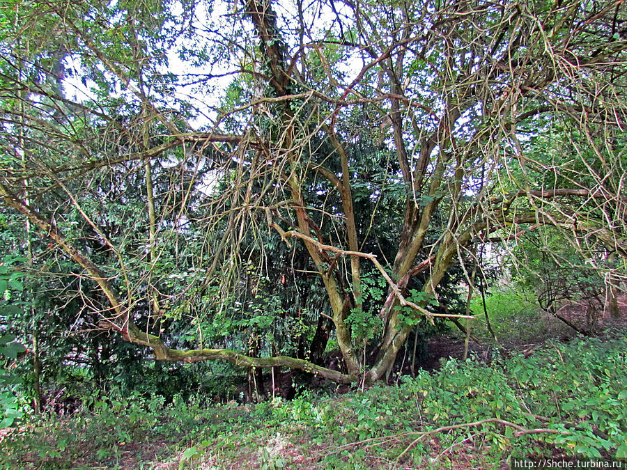 Потом мы уходим немного в лес и ... Потом мы уходим немного в лес и ...