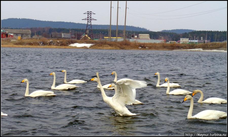 Пусть летят по небу лебеди... Южно-Сахалинск, Россия Пусть летят по небу лебеди... Южно-Сахалинск, Россия