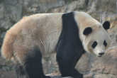 Символ Китая — медведь панда.