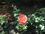 Клумба с розами на территории санатория им. Орджоникидзе