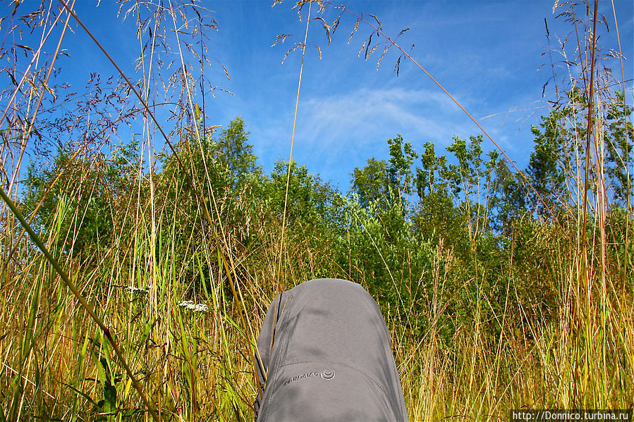 Сквозь шелест травы... (стихи) Мурманская область, Россия Сквозь шелест травы... (стихи) Мурманская область, Россия