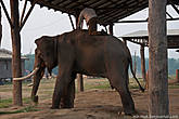 Слоны тут ночуют, кормятся, моются и подготавливаются к очередным выездам в джунгли.