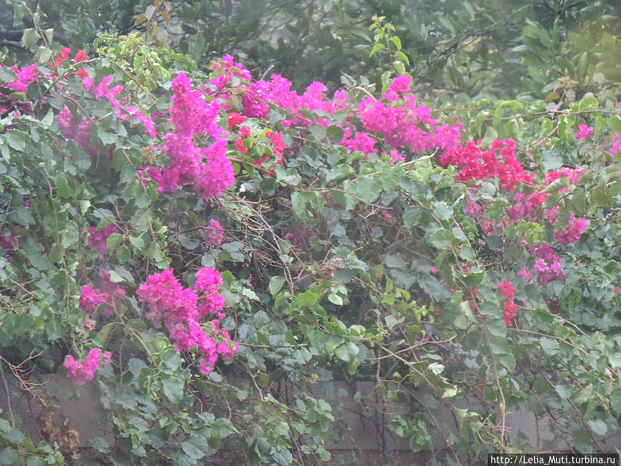 Плачущий Фуншал. Фуншал, Португалия Плачущий Фуншал. Фуншал, Португалия