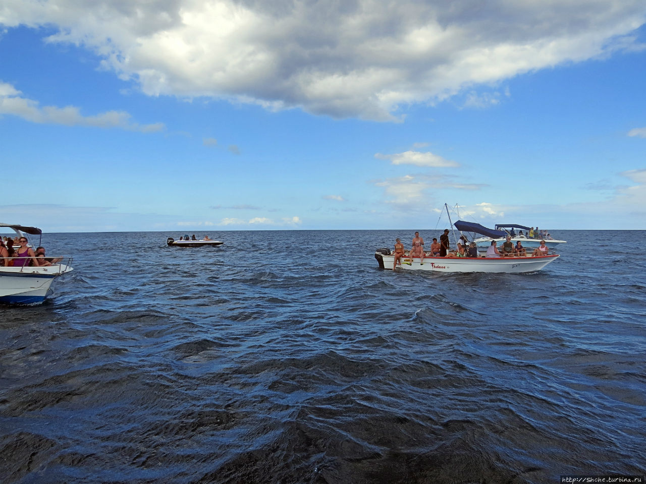 Купание с дельфинами в бухте Тамарен Тамарен, Маврикий