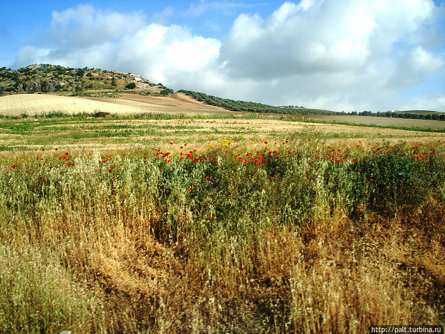 Дорога в Ронду Андалусия, Испания Дорога в Ронду Андалусия, Испания