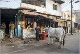 Вот так нескромно коровы просит еду на улицах Агры. Удивительно, что эти животные в городах Индии ведут себя очень уверенно. Знают, что они являются божествами. Значит, им можно все. И еще — в Индии считается очень богоугодным делом — накормить поутру корову прямо из своей торговой лавки. В Таиланде и Лаосе функцию таких просителей выполняют монахи в оранжевых одеждах. Значит, индийские коровы — это монахи в облике животного...