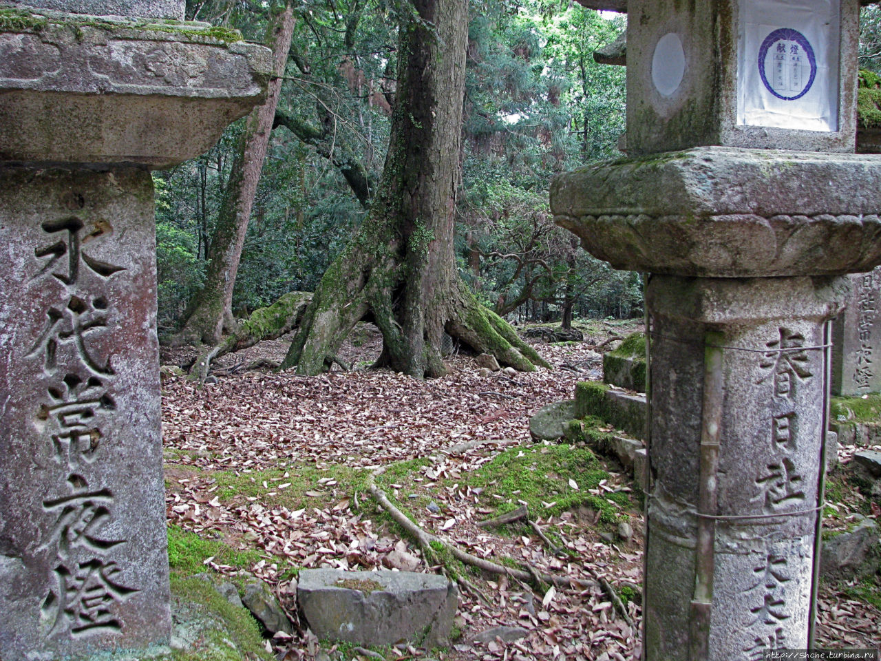 Первобытный лес на горе Касуга Нара, Япония