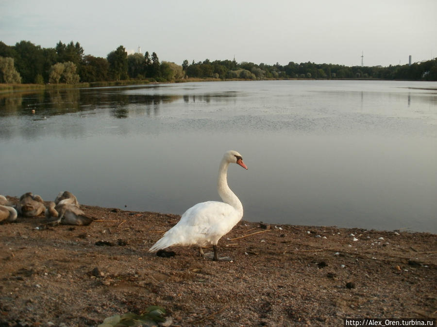 На озере Töölönlahti. Хельсинки, Финляндия