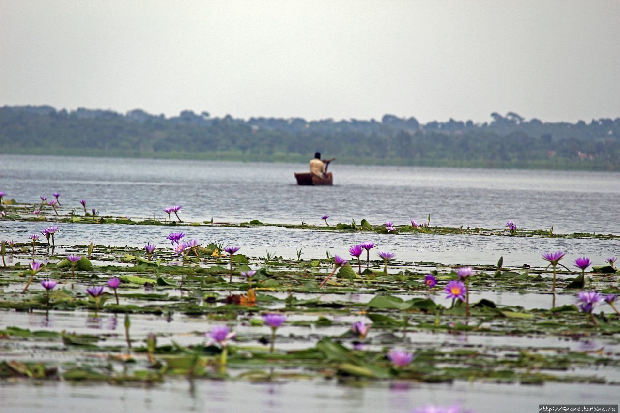 Каждый кулик свое болото хвалит Мабамба-Свомп, Уганда Каждый кулик свое болото хвалит Мабамба-Свомп, Уганда