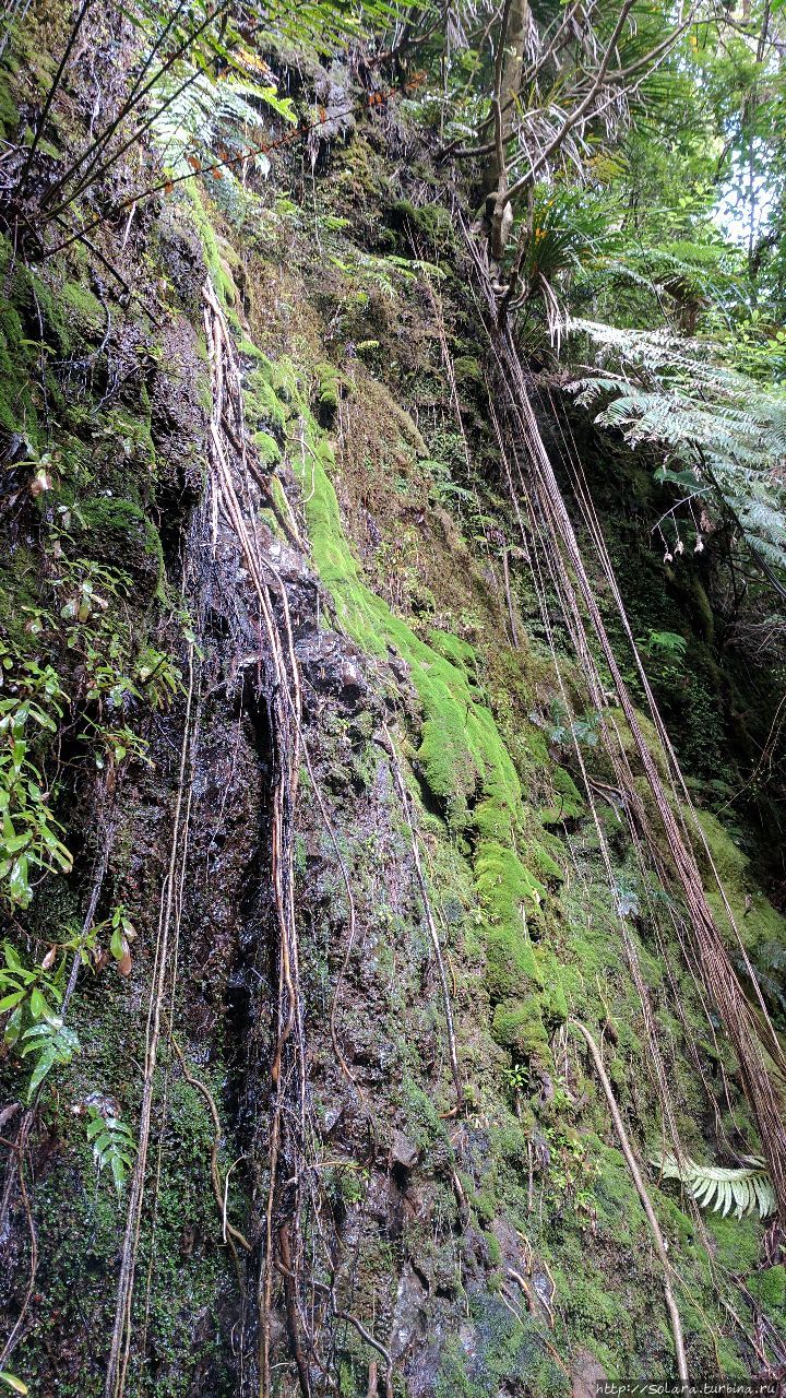 Поход. Психоделика и древние тайны  Новозеландских лесов