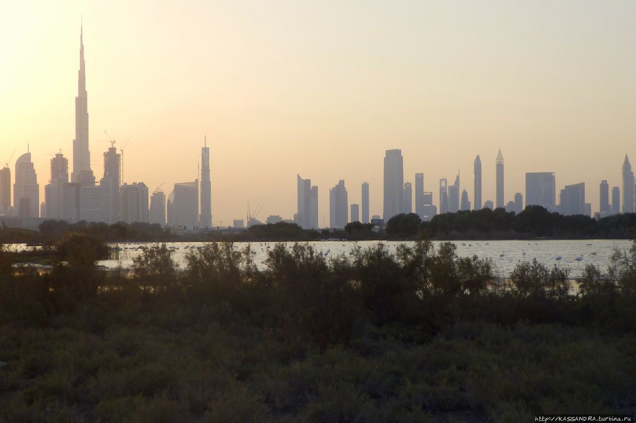 Дубай. Розовый фламинго в  Рас-аль-Хоре Дубай, ОАЭ