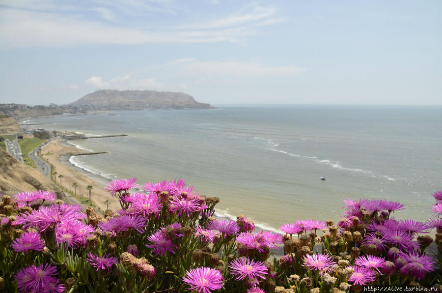 Цветущая Лима Лима, Перу