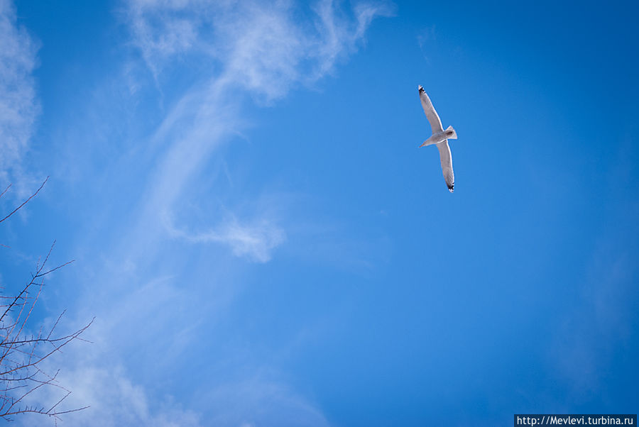 Весна пришла в ботанический Рига, Латвия Весна пришла в ботанический Рига, Латвия