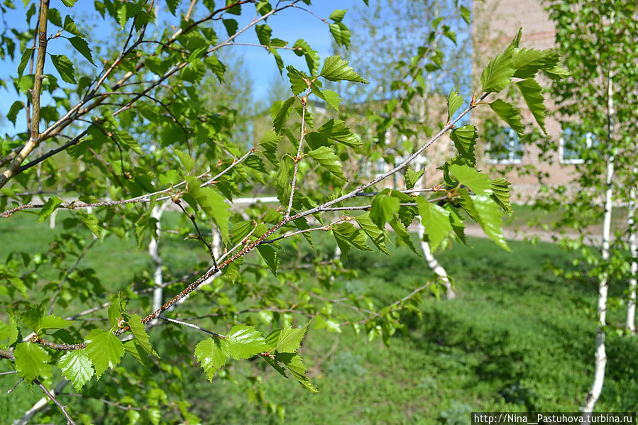 Наша робкая весна Оренбургская область, Россия Наша робкая весна Оренбургская область, Россия