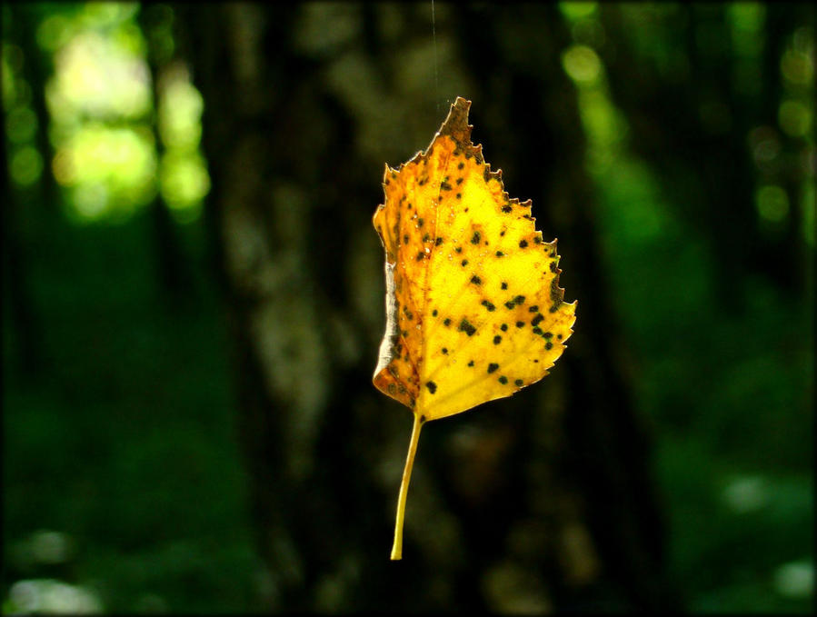 Моя патриотическая осень Россия Моя патриотическая осень Россия