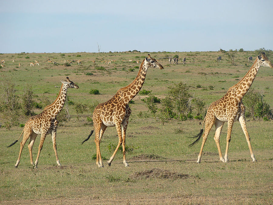Любопытство — не порок Масаи-Мара Национальный Парк, Кения