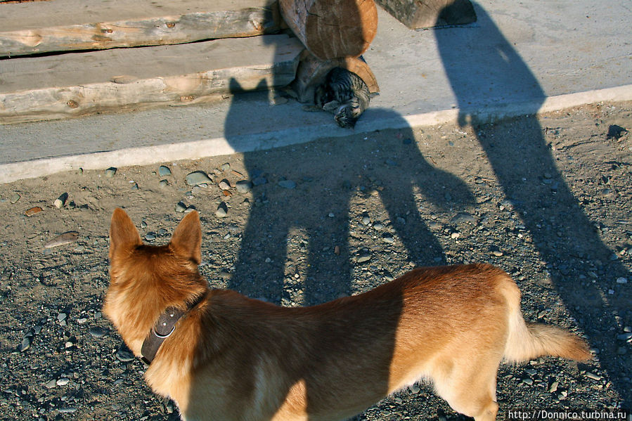 Хвост, который на самом деле виляет собакой Печенга, Россия