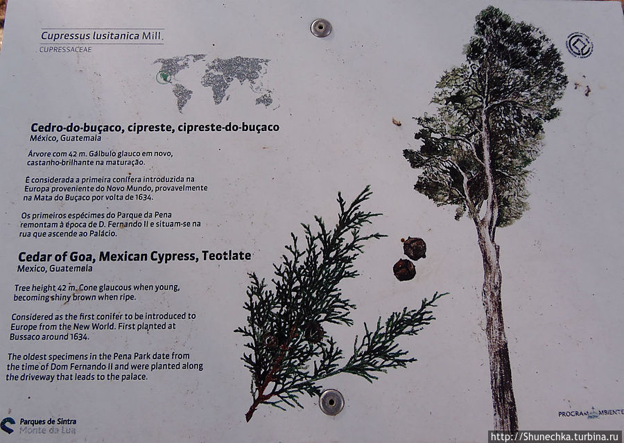 Где Мексика встречается с Новой Зеландией (парк Монсеррат) Синтра, Португалия