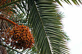 Канарская финиковая пальма
(Phoenix canadensis) — Эндемник Канарских островов.