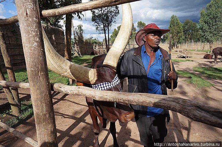Руандийский ковбой. Когда я его спросил, почему у него американская шляпа, он ответил, что не так, что такие шляпы в Руанде существовали задолго до глобализации. Видимо, не слукавил, так как люди в подобных головных уборах на улице в Руанде, действительно, иногда встречаются. Руандийский ковбой. Когда я его спросил, почему у него американская шляпа, он ответил, что не так, что такие шляпы в Руанде существовали задолго до глобализации. Видимо, не слукавил, так как люди в подобных головных уборах на улице в Руанде, действительно, иногда встречаются.