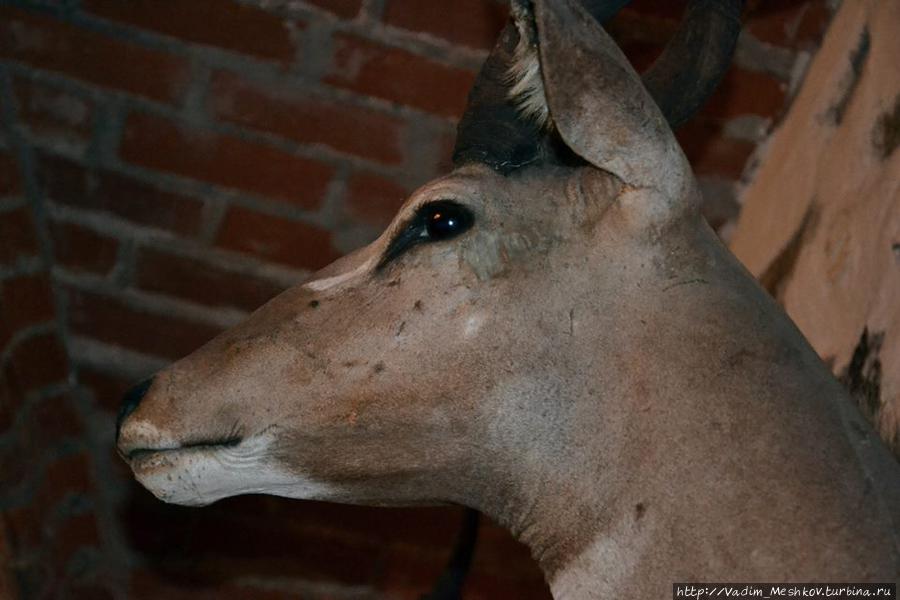 Литовский олень. Тракай, Литва Литовский олень. Тракай, Литва
