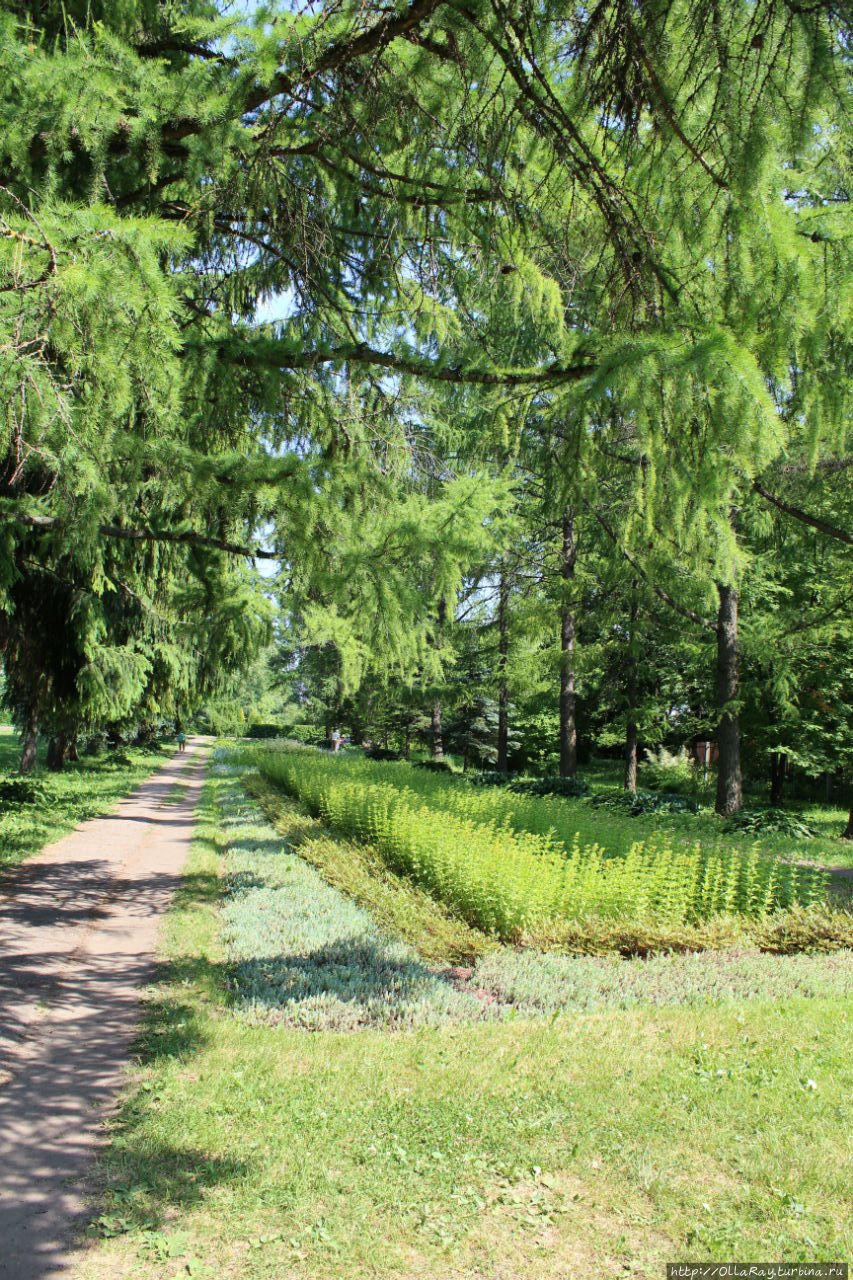 Ботанический сад Витебского гос. университета Витебск, Беларусь