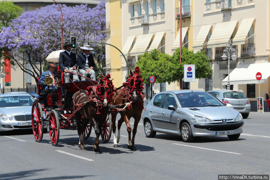 Жакаранда. Сиреневая весна Михас, Испания Жакаранда. Сиреневая весна Михас, Испания