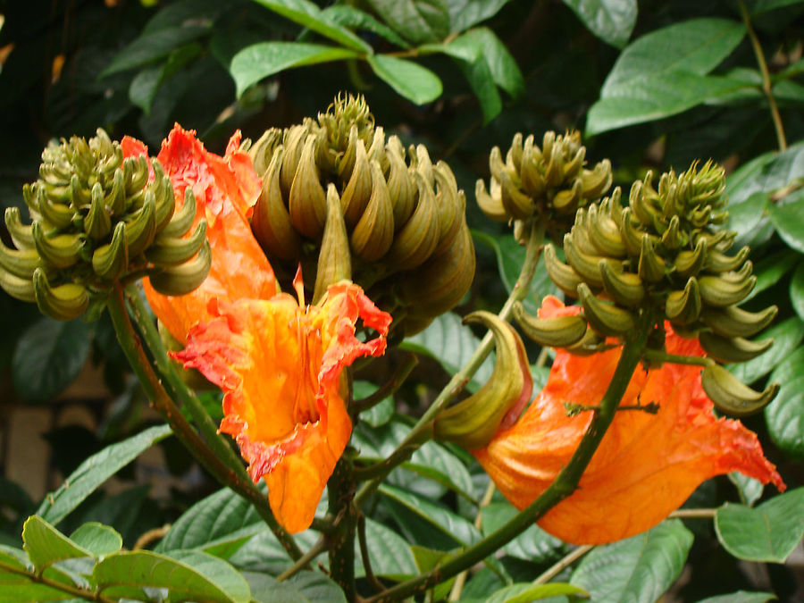 Счастье молодоженов начинается в Далате Далат, Вьетнам Счастье молодоженов начинается в Далате Далат, Вьетнам