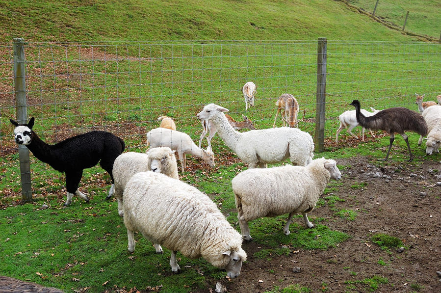 Кормление животных — овечки, страусы, альпаки Роторуа, Новая Зеландия